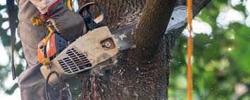 Best Tree Cabling and Bracing  in East Franklin, NJ