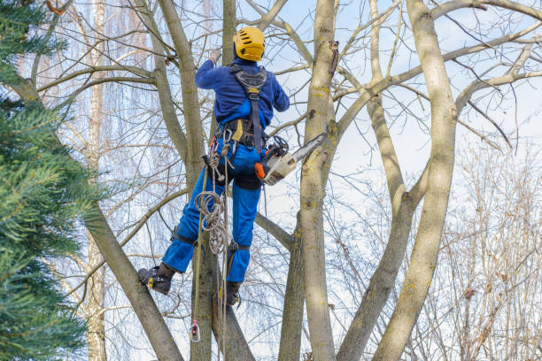 Trusted East Franklin, NJ Tree Care Services Experts